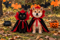 Vampire Pet Cloak